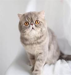 加菲猫毛色串了的表现