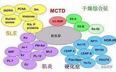 自身抗体谱五项检查什么