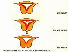最佳答案：卵巢 [luǎn cháo]基本释义 详细释义 [ovary] 在脊椎动物中产生雌性激素的雌性生殖器官