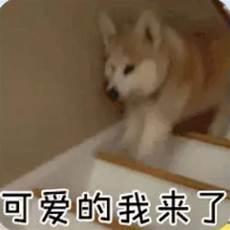 你们的小可爱来了表情包