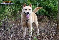真正的中华田园犬
