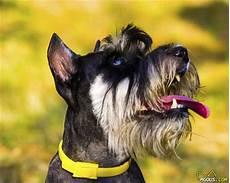 第一皇妃犬犬免费
